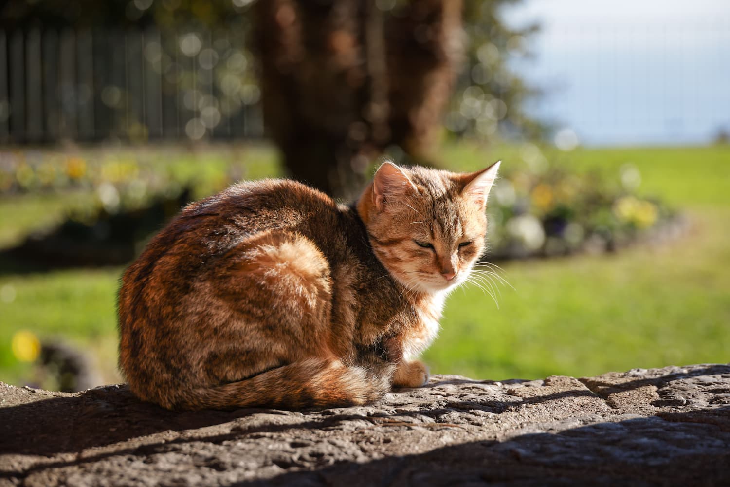 You are currently viewing Keeping your cat cool and comfortable in summer 