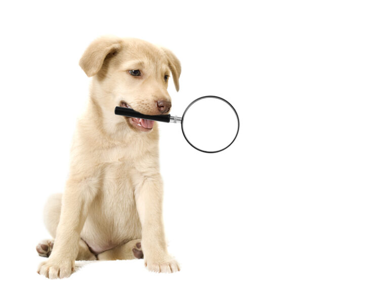 Read more about the article Uncovering common myths about dogs  