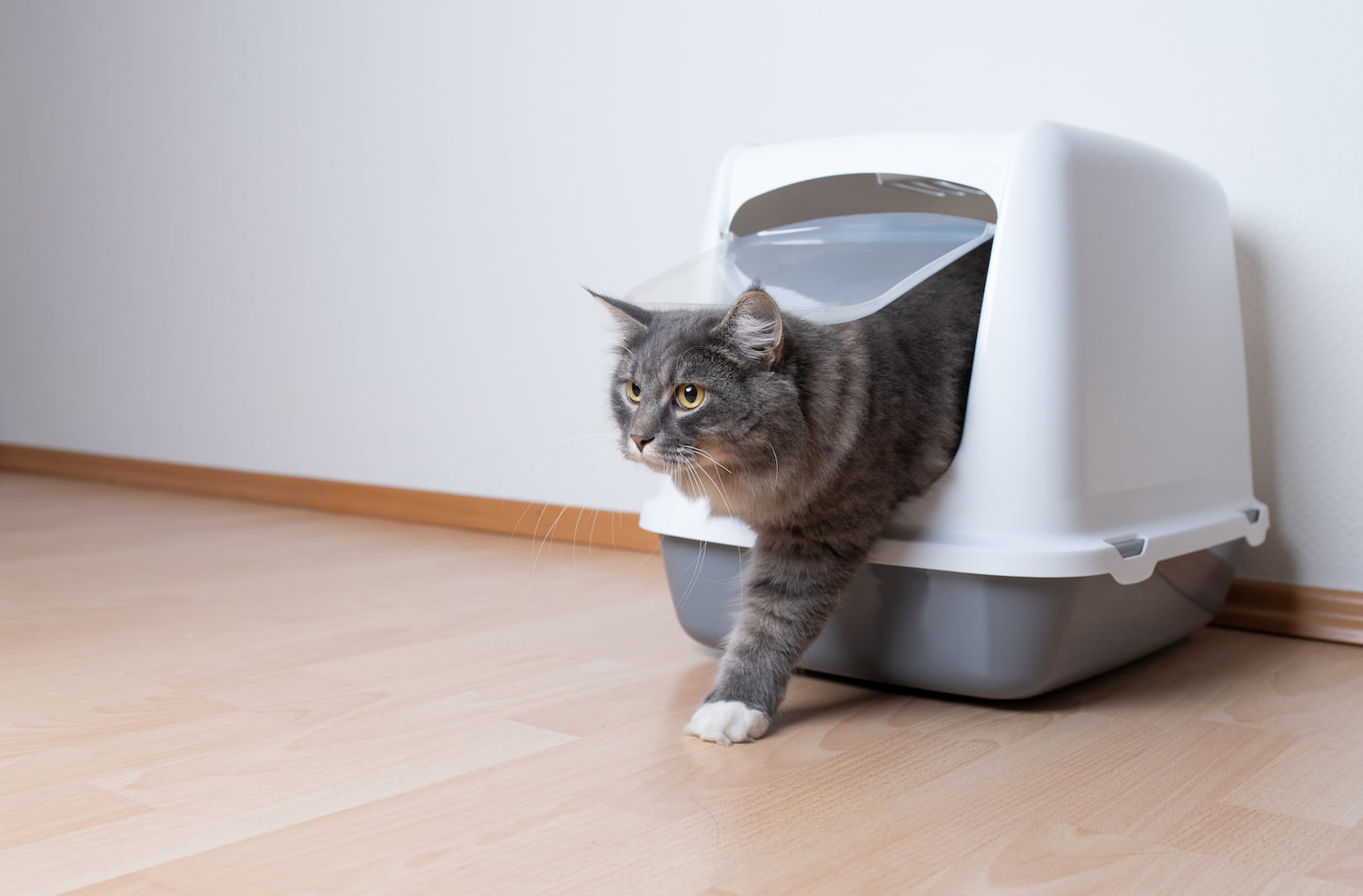 You are currently viewing How to identify and treat worms in cats