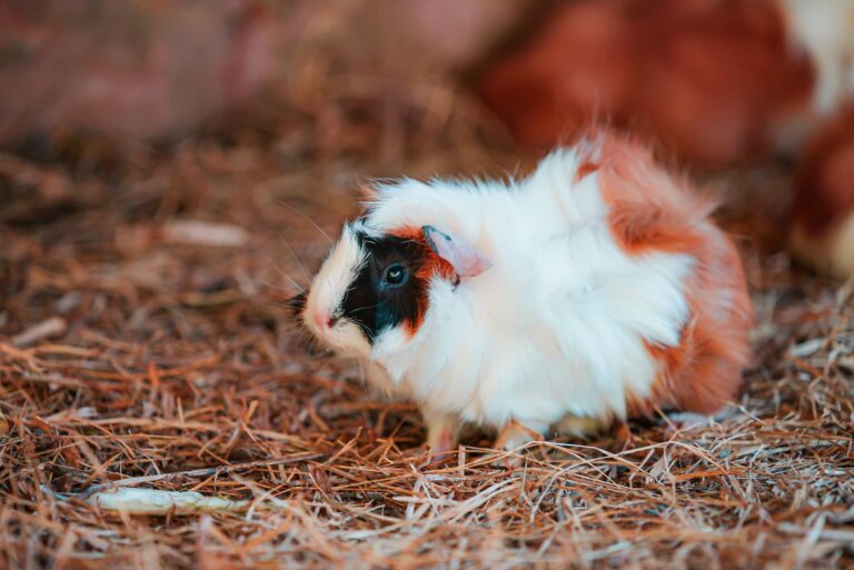 Read more about the article Preparing your small pets for the ‘ber’ months