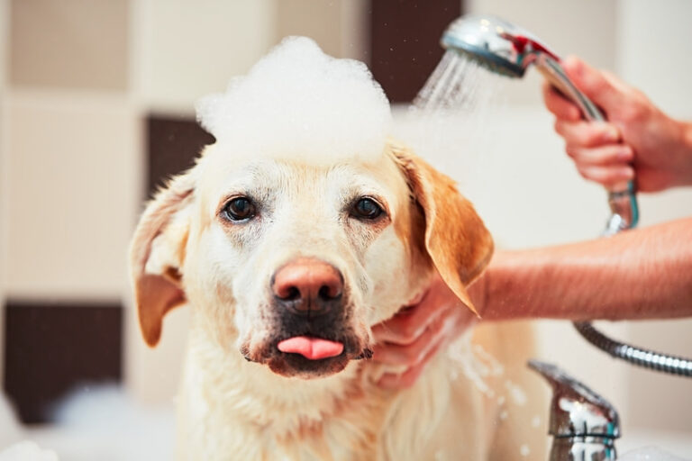 Read more about the article Doggy coat care in autumn and winter